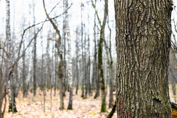 Naturalne Tło Zgrzytliwy Pień Dębu Bliska Gołe Drzewa Gaju Rozmazanym — Zdjęcie stockowe