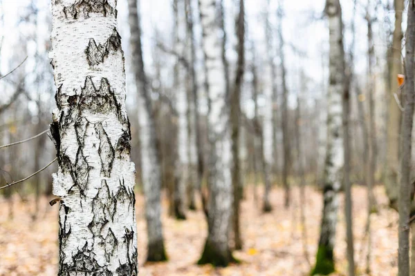 Naturalne Tło Tułów Brzozy Bliska Gołe Drzewa Gaju Rozmytym Tle — Zdjęcie stockowe