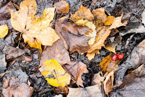 Top View Wet Fallen Leaves Ripe Hawthorn Berries Ground Autumn — Stock Photo, Image