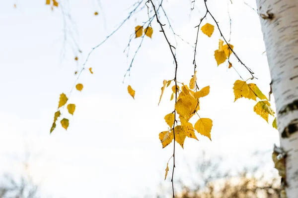 Natürlicher Hintergrund Birkenzweige Mit Gelben Blättern Stadtpark Bewölkten Herbsttagen Schwerpunkt — Stockfoto