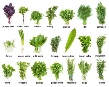 set of various culinary herbs with names (mint, oregano, basil, tarragon, rosemary, thyme, cilantro, parsley, dill, marjoram, chervil, hyssop, melissa, sage, etc ) isolated on white background clipart