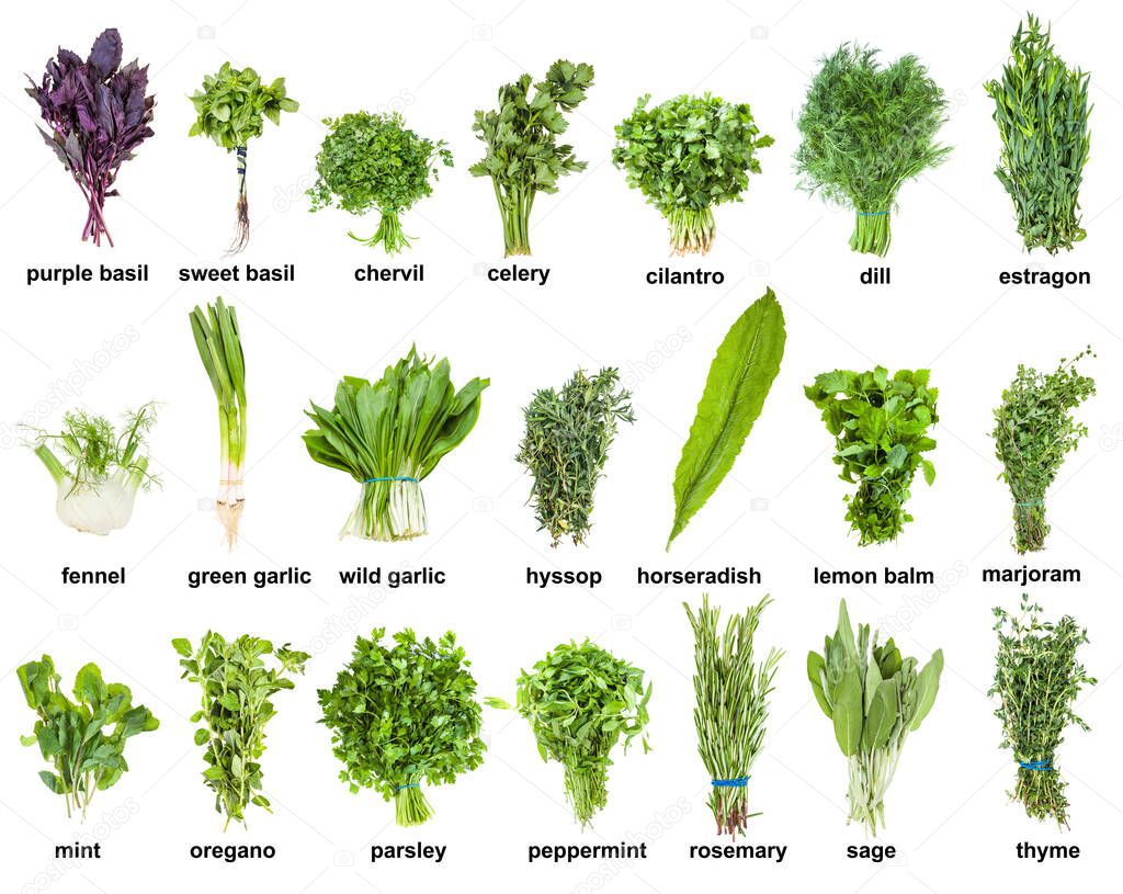 set of various culinary herbs with names (mint, oregano, basil, tarragon, rosemary, thyme, cilantro, parsley, dill, marjoram, chervil, hyssop, melissa, sage, etc ) isolated on white background