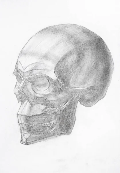 Academic Drawing Human Skull Hand Drawn Graphite Pencil White Paper — Stock Photo, Image