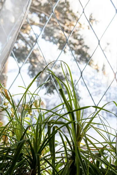 Plantas Sala Frescas Peitoril Janela Casa Campo Visão Turva Jarda — Fotografia de Stock