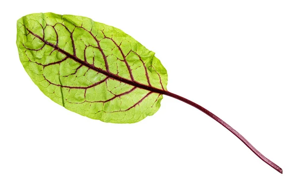 Pojedynczy Świeży Liść Zielonego Warzyw Liściastych Chard Mangold Blaty Buraków — Zdjęcie stockowe