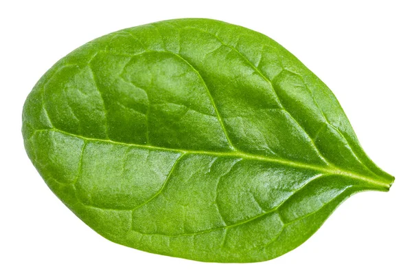 Pojedynczy Świeży Zielony Liść Warzyw Liściastych Szpinaku Izolowany Białym Tle — Zdjęcie stockowe
