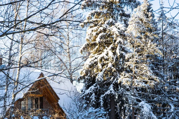 snow-covered spruce tree and wooden cottage in village on cold sunny winter day