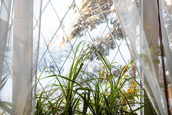 Groene Bladeren Van Kamerplanten Vensterbank Landhuis Wazig Zicht Besneeuwde Tuin — Stockfoto