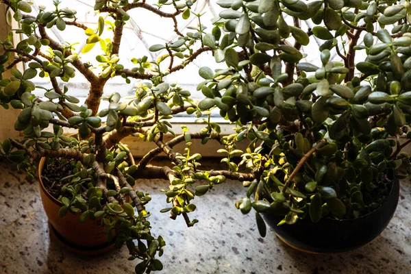 Arriba Vista Las Plantas Crassula Macetas Alféizar Granito Iluminado Por — Foto de Stock