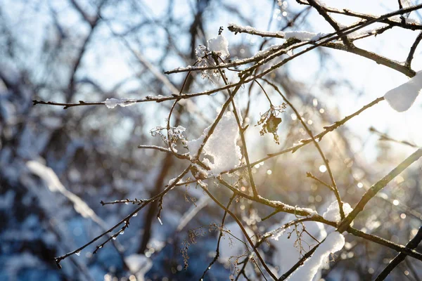 Замерзлі Гілки Дерева Крупним Планом Освітлені Встановленням Сонця Холодний Зимовий — стокове фото