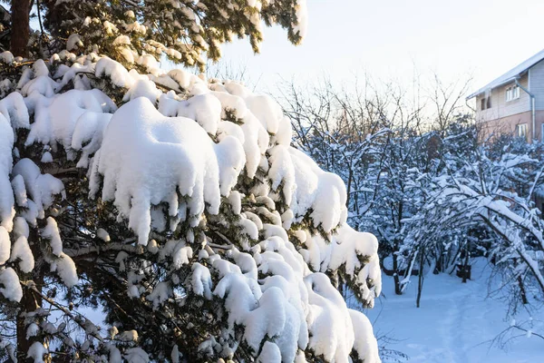 Ramas Nevadas Pino Iluminadas Por Sol Poniente Patio Trasero Casa —  Fotos de Stock