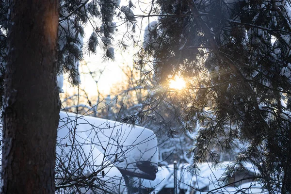 눈덮인 소나무는 햇살을 앞쪽에 초록색 바늘이 나뭇가지에 초점을 맞춘다 — 스톡 사진
