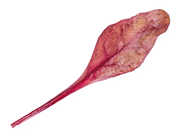 Egyetlen Friss Levél Piros Mángold Leveles Zöldség Mangold Cékla Tetejét — Stock Fotó