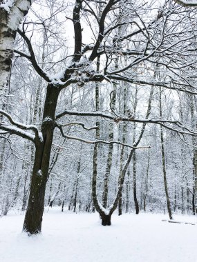 Çıplak meşe ve huş ağaçları, soğuk bir kış gününde şehir parkının ormanlarında karla kaplı açıklıklarda.