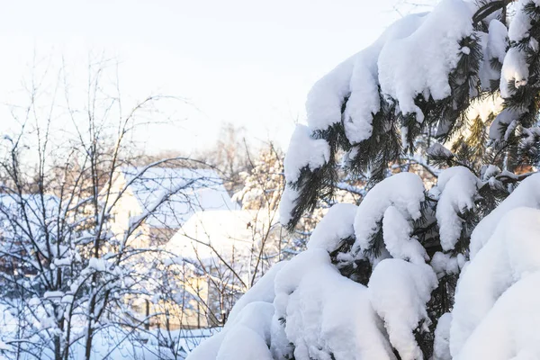 Pohled Zasněžené Borovicové Větve Venkovské Domy Pozadí Slunečného Zimního Odpoledne — Stock fotografie