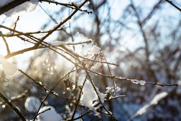 Замерзлі Гілки Дерева Крупним Планом Освітлені Встановленням Сонця Холодний Зимовий — стокове фото