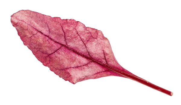Friss Levél Piros Chard Leveles Zöldség Mangold Cékla Tetejét Elszigetelt — Stock Fotó