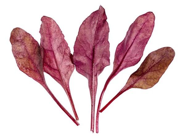 Mehrere Frische Blätter Von Rotem Mangold Blattgemüse Mangold Rübenspitzen Isoliert — Stockfoto