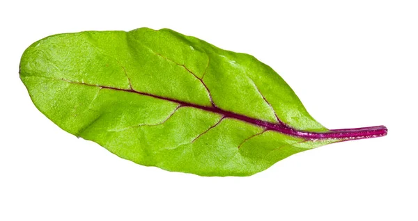 Hoja Natural Verdura Hoja Acelga Verde Mangold Tapas Remolacha Aislado — Foto de Stock