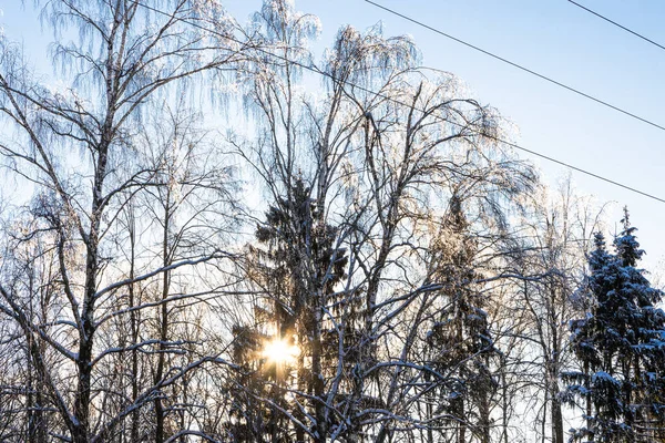 Die Untergehende Sonne Scheint Kalten Winterabenden Durch Gefrorene Äste Stadtpark — Stockfoto