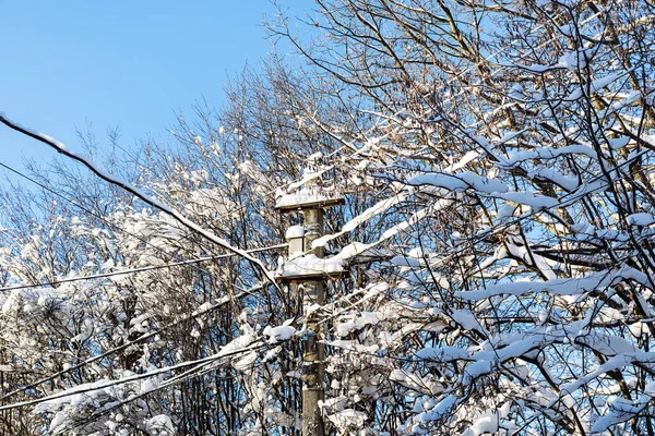 Snow Covered Branches Trees Concrete Pole Power Line Village Sunny — Stock Photo, Image