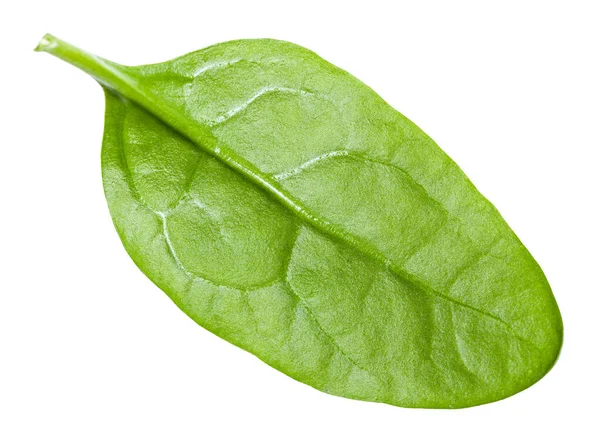 Enkel Natuurlijk Groen Blad Van Spinazie Bladgroenten Geïsoleerd Witte Achtergrond — Stockfoto