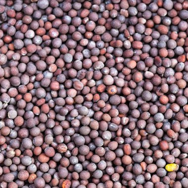Kare yiyecek arka planı - brassica nigra hardalının kahverengi tohumları