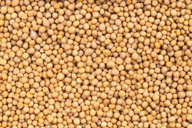 yiyecek arkaplanı - beyaz hardal tohumları (sinapis alba)