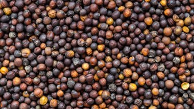 panoramik gıda arka planı - olgunlaşmış tam tahıllı kolza çekirdekleri yakın çekim