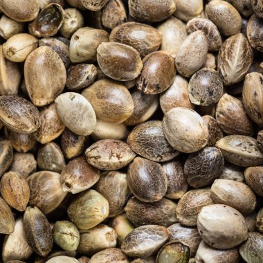 Kare yiyecek arka planı - soyulmamış kenevir tohumları kapatın