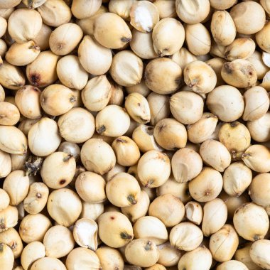 Kare yiyecek arka planı - işlenmemiş Sorghum taneleri yakın plan