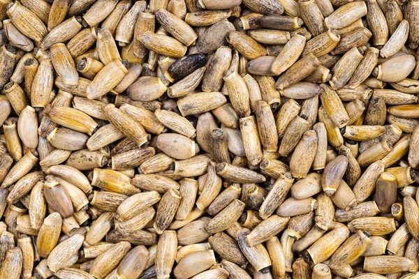 Food Background Many Whole Milk Thistle Seeds — Stock Photo, Image