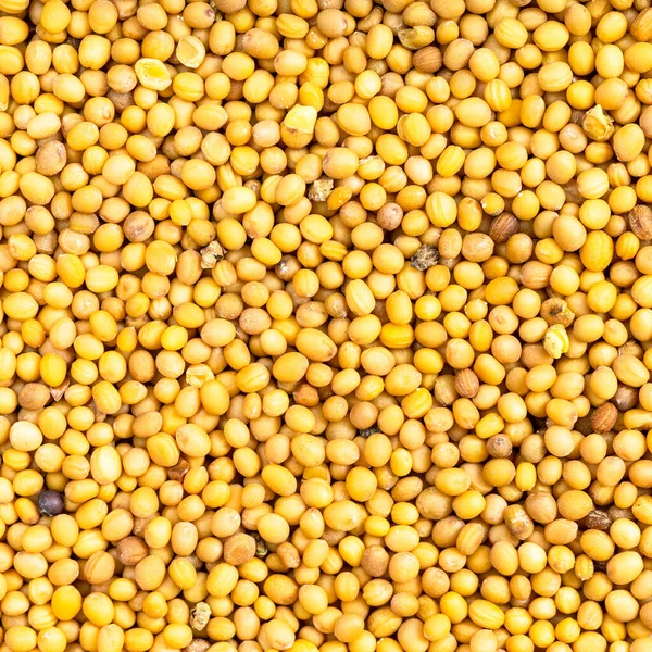 Fondo Cuadrado Los Alimentos Semillas Amarillas Brassica Juncea Mostaza Cerca — Foto de Stock