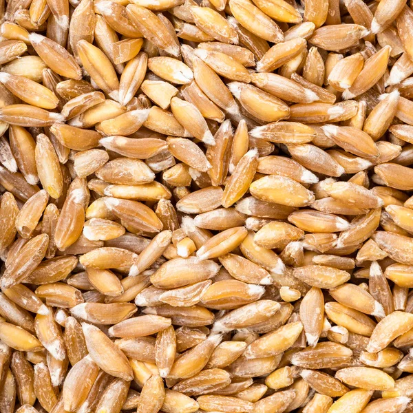 Квадратный Пищевой Фон Сырой Эммер Фарро Корпус Зерна Пшеницы Крупным — стоковое фото