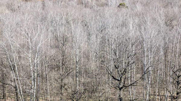 Panoramiczny Widok Goły Las Wiosnę Słoneczny Dzień — Zdjęcie stockowe