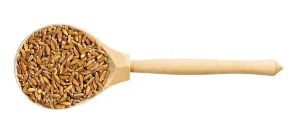 Top View Wood Spoon Uncooked Emmer Farro Hulled Wheat Grains — Stock Photo, Image