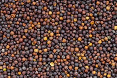 Gıda arka planı - pek çok kepekli kolza tohumu