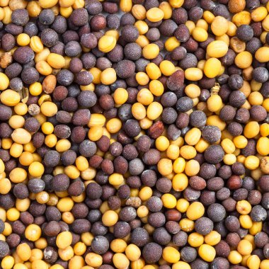 Kare yiyecek arka planı - sarı ve kahverengi hardal tohumları kapatın