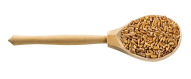 Pişmemiş Emmer farro kabuklu buğday tanecikli ahşap kaşık beyaz arka planda izole