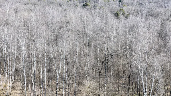 Panoramatický Výhled Holé Stromy Lese Jaře Slunečný Den — Stock fotografie
