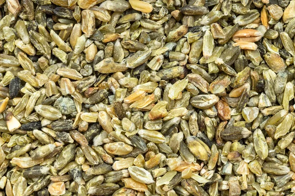 Lebensmittel Hintergrund Freekeh Weizenkörner Aus Nächster Nähe — Stockfoto