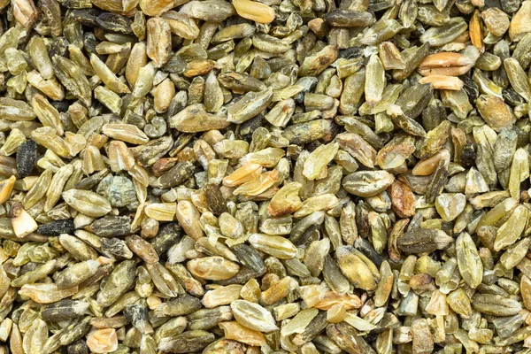 Fundo Alimentar Grãos Trigo Freekeh Fechar — Fotografia de Stock