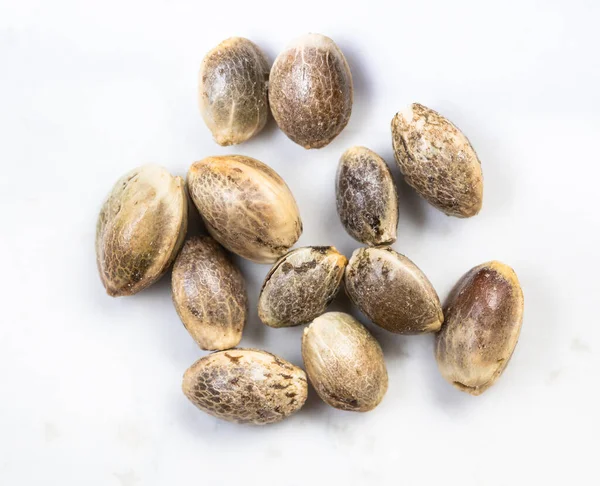 Several Unpeeled Hemp Seeds Close Gray Ceramic Plate — Stock Photo, Image