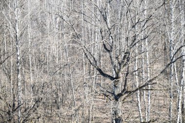 Bahar güneşli bir günde ormandaki çıplak meşe ağacı manzarasının üstünde.