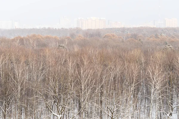 Vista Arriba Del Bosque Desnudo Del Parque Urbano Con Última — Foto de Stock