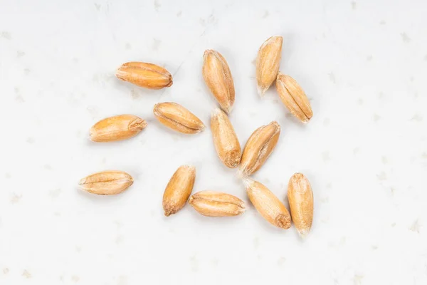 Several Spelt Wheat Grains Close Gray Ceramic Plate — Stock Photo, Image