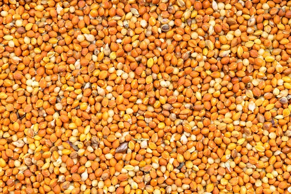 Tło Żywności Chumiza Syberyjskie Nasiona Prosa Zbliżyć — Zdjęcie stockowe