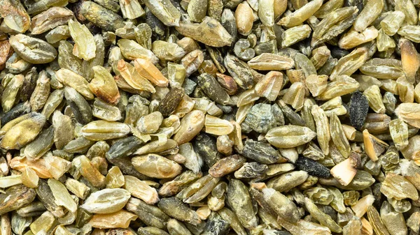 Panoramic Food Background Green Freekeh Wheat Grains Close — Stock Photo, Image