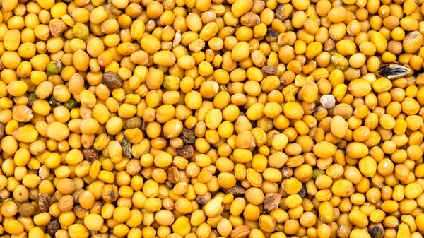 Panoramic Food Background Ώριμοι Κίτρινοι Σπόροι Σιναπί Άλμπα Κοντά — Φωτογραφία Αρχείου