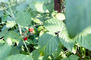 Olgun böğürtlen, güneş tarafından aydınlatılmış... Ahududu ağacının yeşil yaprakları arasında...